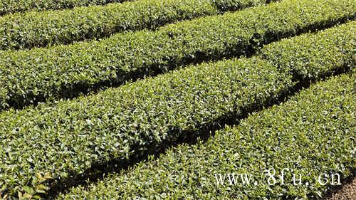 福鼎特级老白茶寿眉茶饼价格及