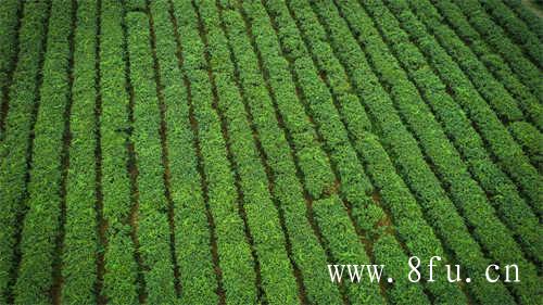 中度白茶价格一般在多少