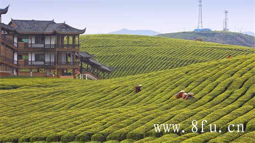福建省福鼎市的白茶产区