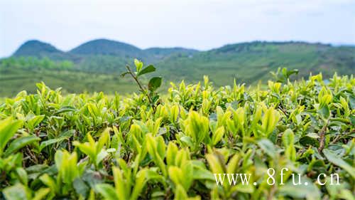 寿眉白茶的独特性体现