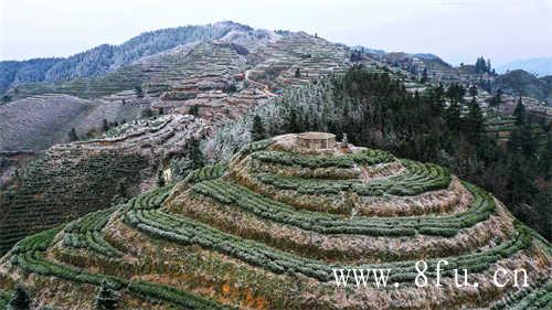 冷水投茶还是热水投茶