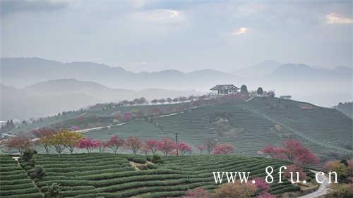 质量好的白茶不需要洗茶