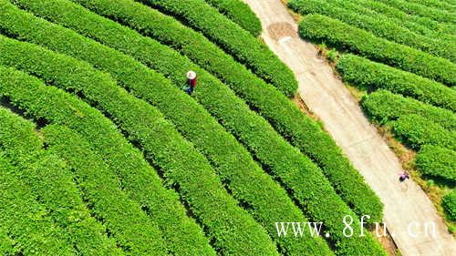 现在中国普洱茶十大品牌