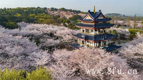 福鼎溪太姥山白茶