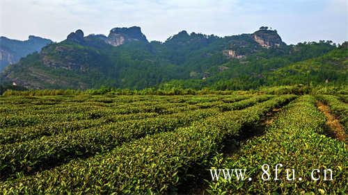 天价茶真的贵得毫无道理吗