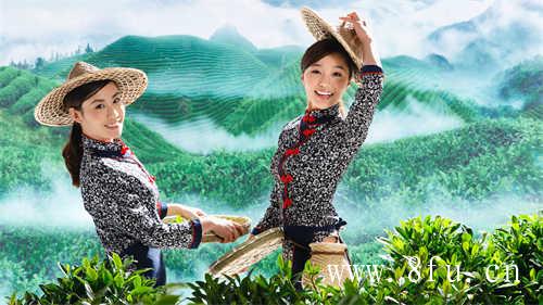 寿眉茶的特点你知道吗
