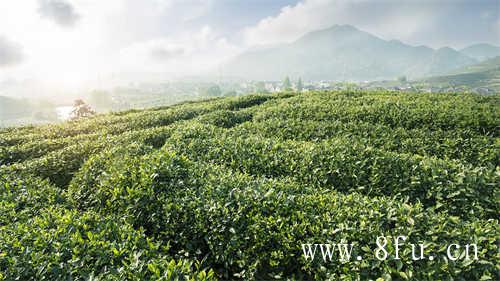 有烟味的普洱茶到底好不好