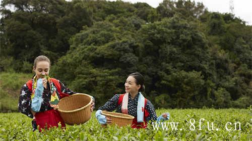 高山白茶贡眉茶