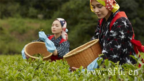 10年的福鼎白茶值多少钱一斤