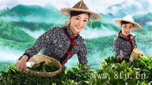 最贵的白茶价格是多少