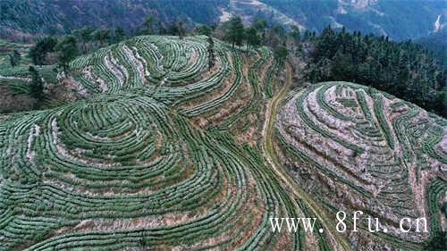 福建省茶业有限公司排名