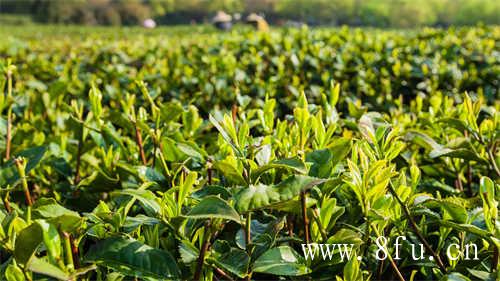 白牡丹过期了吗茶友鉴别