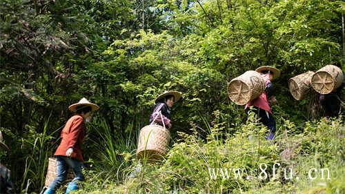 福建太姥山的茶为什么好