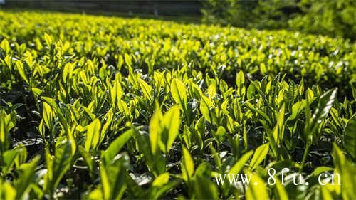 白茶饼正式被官方认可