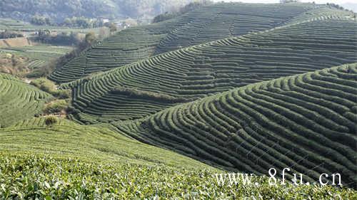 福鼎唯一国营茶厂湖林壹号