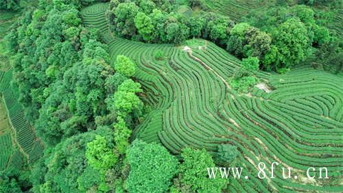 福建乌龙茶你喝过吗