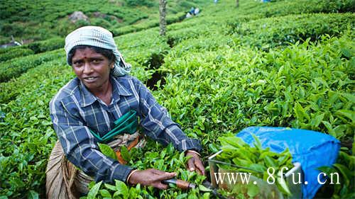 白茶压饼好还是散茶好