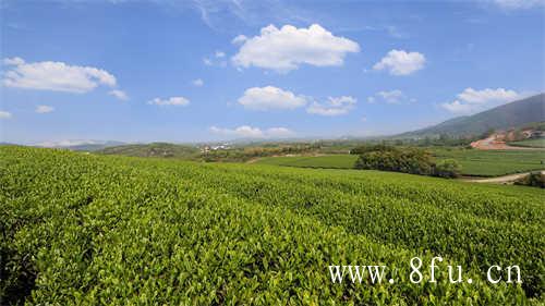 头采米针白茶里面的小众茶