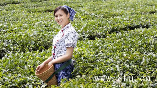 福鼎小白茶和大白茶区别