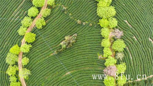 洗茶洗掉大量养分