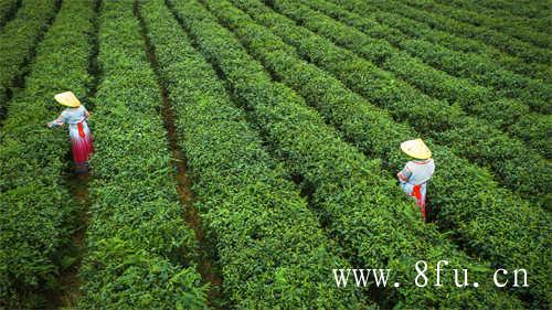 白茶散茶的保存不论散茶或饼茶