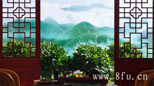 崔晨苏俊带回福建福鼎白茶