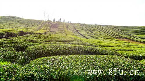 保存白牡丹茶应该注意的几点