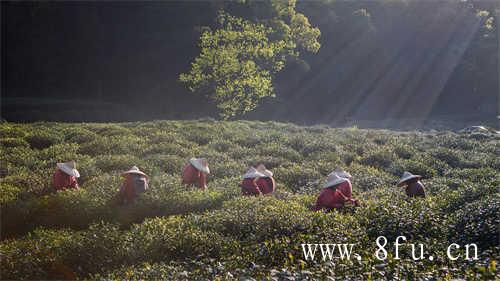 福鼎白茶怎么泡才好喝