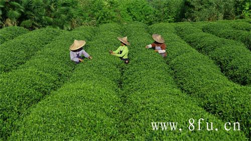 白毫银针白茶新茶与老茶的区别