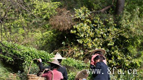 福鼎白茶那个牌子好