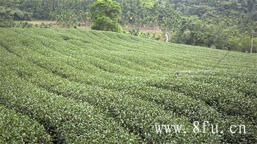 如何鉴别一款老茶