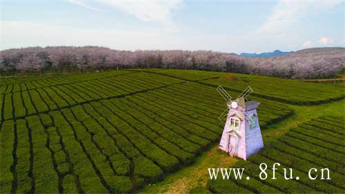 陈茶饼和新茶饼哪个好