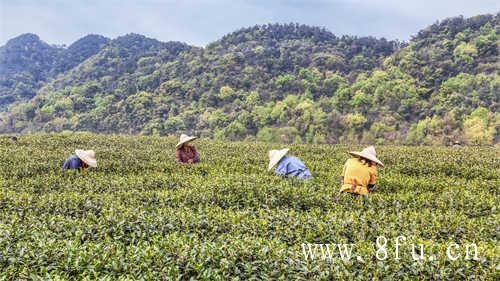 福鼎大白茶和福鼎大毫茶