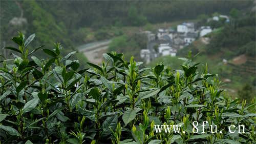 冷水煮茶和热水煮茶哪个更好喝