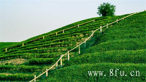 白茶的产地环境白茶的主要产区