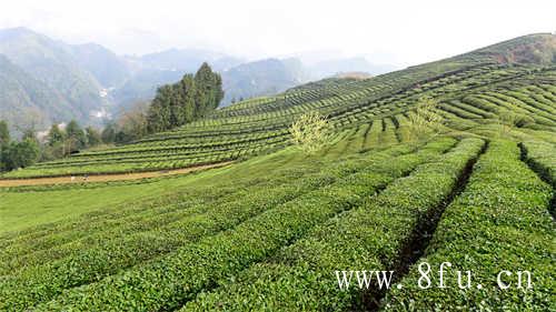 送女性茶礼茉莉花茶