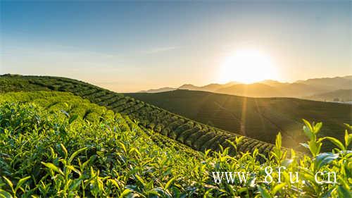 中国四大名茶你喝过几种