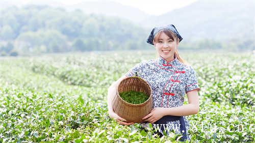 福鼎白茶迎来45天伏季休茶