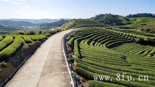 李麻花你这记性太好了