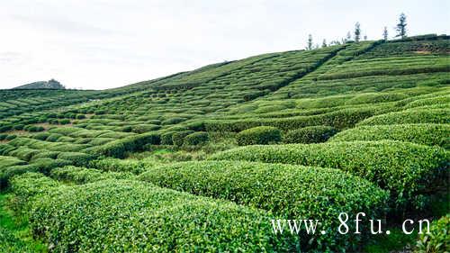 福建白茶产地是哪里最好