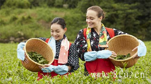 新茶白毫银针的误会早就该解开