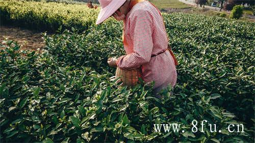 白茶是福建的特产吗