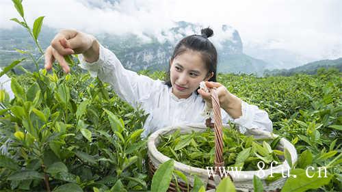 陈家瑞茶园管理