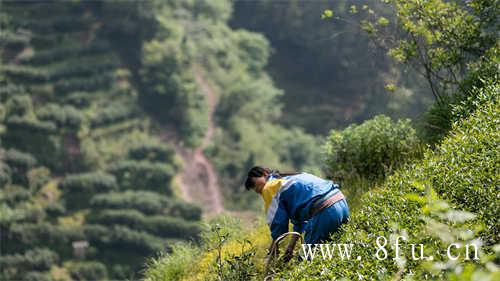 福鼎白茶五大产区你知道几个