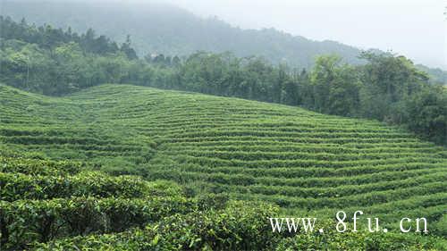 老白毫银针山间百草园