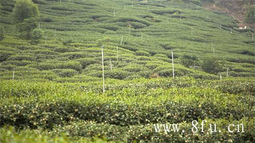 中国各个省份的茶叶产地