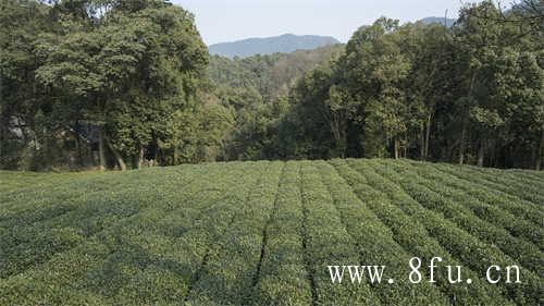 贡眉白茶的价格决定因素有哪些