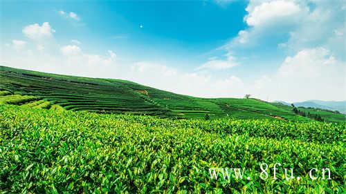 白茶压饼好还是散茶好