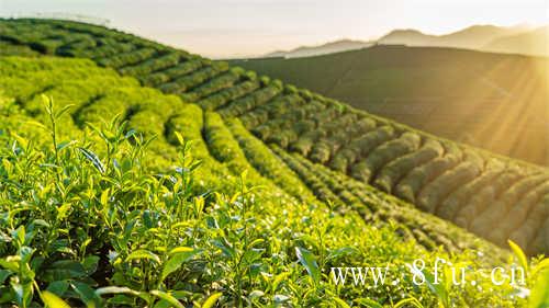 10年的福鼎白茶值多少钱一斤