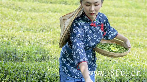 洗茶的方式你知道多少